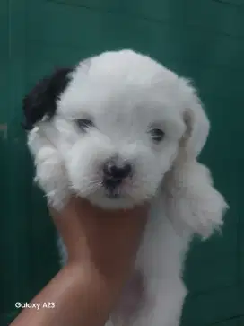 Anak Anjing Shitzu usia 1,5 bulan