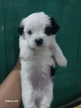Anak Anjing Shitzu Poodle usia 1,5 bulan