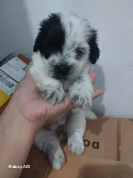 Anak Anjing Shitzu Poodle usia 1,5 bulan betina