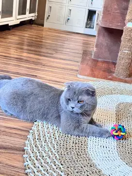 Jasa pacak kucing scotish fold