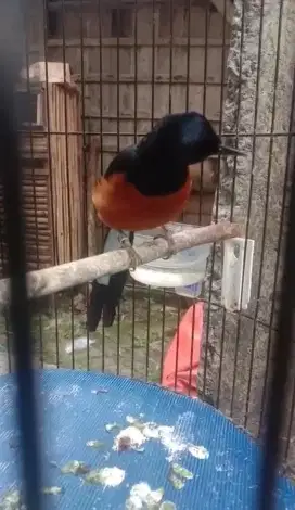 Murai Batu medan Ring pastol trah juara