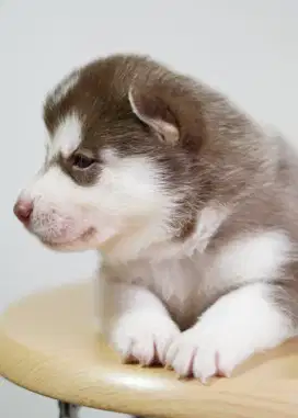 Siberian Husky puppies