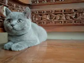 Kucing British short hair /BSH kitten