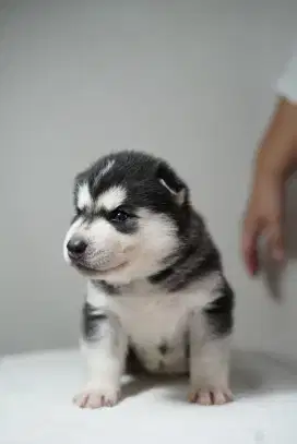 Siberian Husky puppies