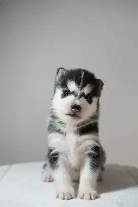 Siberian Husky puppies
