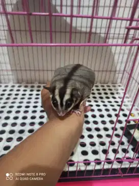 Sugar glider classic grey
