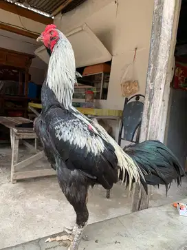 Ayam bangkok x mangon