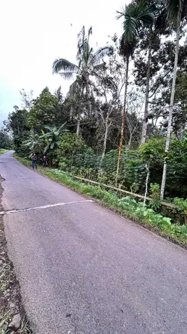 JUAL KEBUN PRIDUKTIF PINGGIR JALAN ASPAL PESUCEN