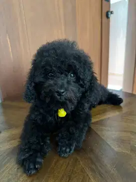 Female Toy Poodle