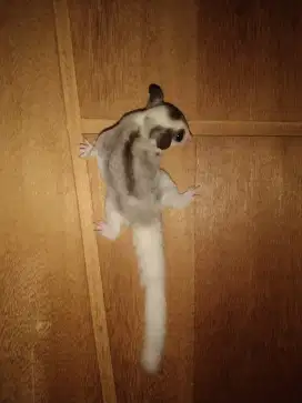 Joey Sugar Glider Betina