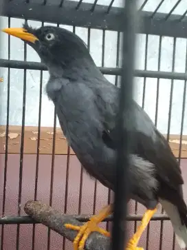 JALAK KEBO MATA PUTIH KAKI DEKER SUARA UNIK 350 FULSET NO KRODONG NET