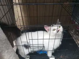 JUAL CEPAT MURAH KUCING SEPASANG PERSIA MIX