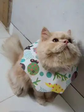 kucing persia ori