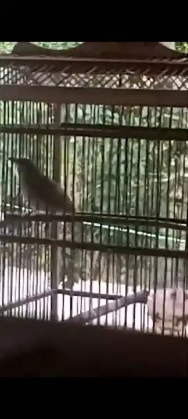 Merbah mata merah jantan gacor pur total
