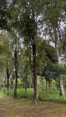 JUAL CEPAT KEBUN CENGKEH (TANPA PERANTARA)