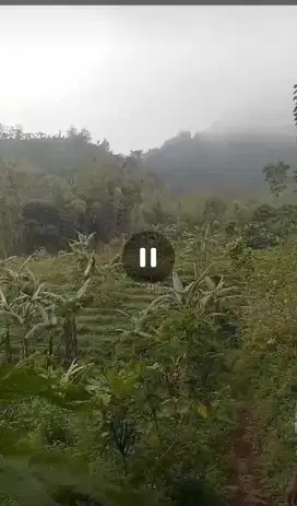 Dijual tanah kebun murah di ketinggian pegunungan wonosalam, Jombang