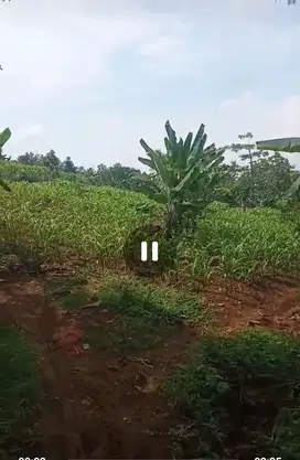 Dijual tanah untuk villa, perkebunan murah Wonosalam, Jombang