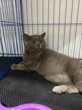 Pacak bsh blue double ped