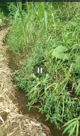 Dijual tanah kebun macam macam jenis durian di Wonosalam, Jombang