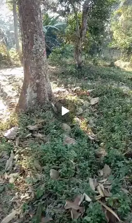 Dijual tanah perkebunan durian di Wonosalam, Jombang