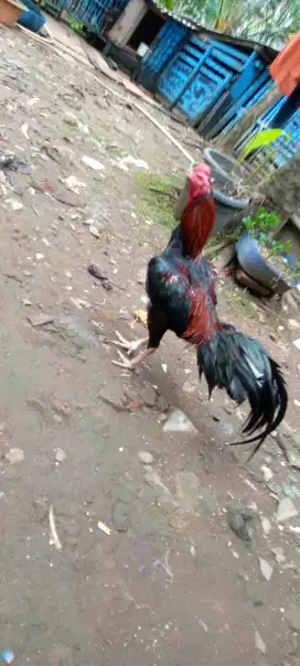 Jual ayam Bangkok pakoy