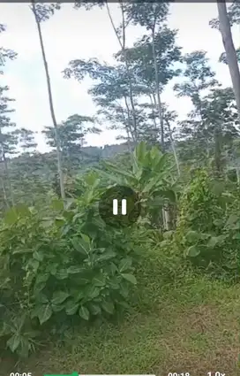 Dijual tanah subur murah perkebunan Wonosalam, Jombang