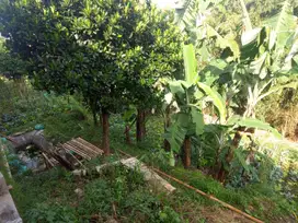 Dijual Tanah di Cisarua Bandung, Cocok untuk Villa atau Budidaya Jamur