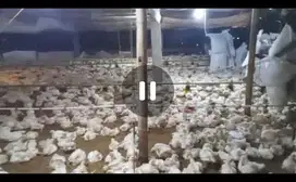 Dijual peternakan ayam potong aktif Bareng, Jombang