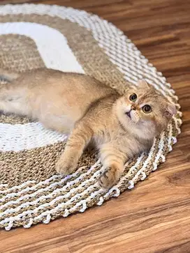 Jasa pacak kucing scotish fold golden