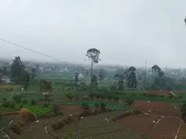 Jual Tanah Kebun Murah Strategis di Ciwidey Bandung
