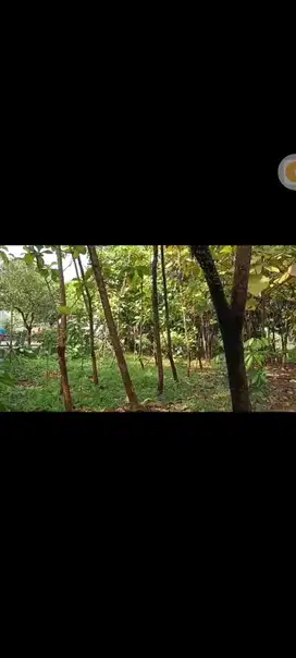 Dijual Tanah Murah Strategis di Kawasan Kahfi 2 Lenteng Agung Jaksel