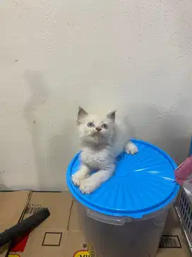 Kitten himalaya persia