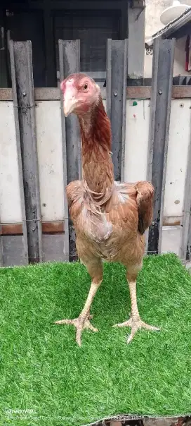 ayam shamo betina 5 bln