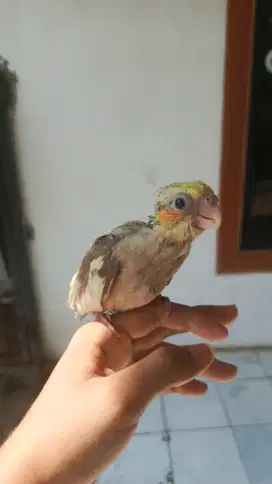 Lolohan baby falk Australia parkit Australia cockatiel