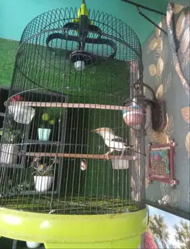 Burung putih harian gacor si pintar