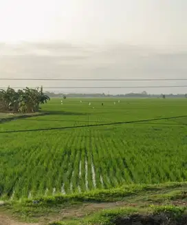 SAWAH SUBUR PINGGIR JALAN RAYA ADIPALA KROYA JUAL MURAH