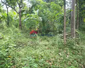Dijual Lahan Kering Mojo Kediri, Tanah Datar Cocok Untuk Pertanian