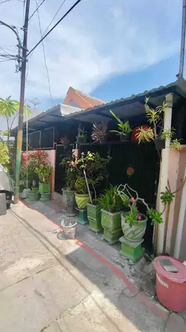 JALAN SAMBIROGO II N 15, SAMBIKEREP SURABAYA