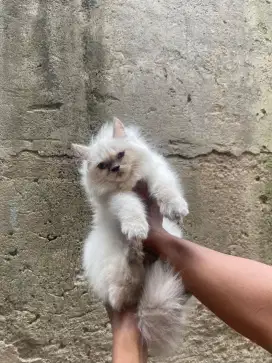 kucing kitten himalaya betina super gembul