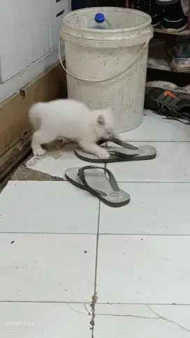 Kucing Persia betina putih umur 5 bulan