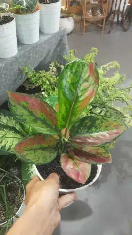 Aglonema Heng Heng