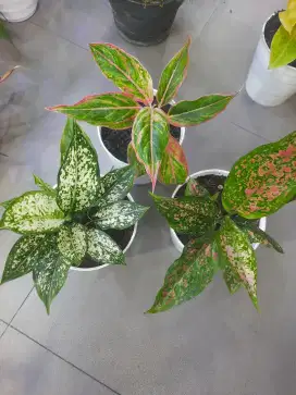 Paket 3 pot tanaman Hias Aglonema