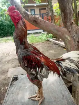 Jual ayam Bangkok um 1x nyulam