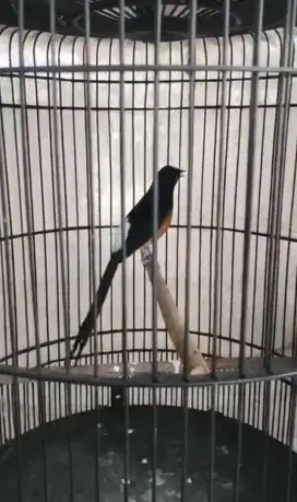 Murai medan gacor