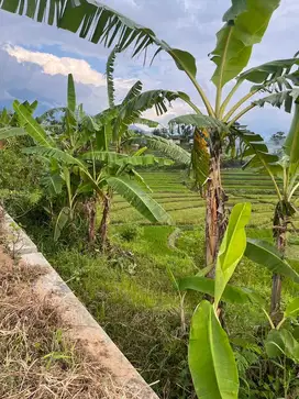 dijual tanah di pacet mojokerto