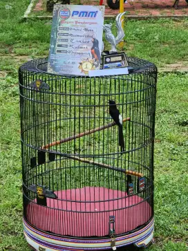 Jual murai hutan prestasi