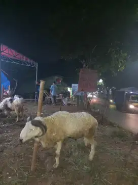Domba Kambing besar Qur'ban paling amanah