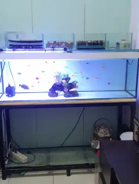 Aquarium berikut ikan & asesorisnya