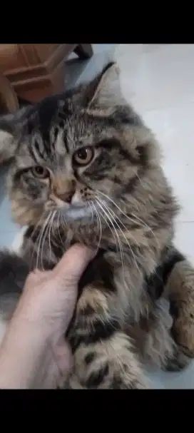 Kitten bulu tebal cowok