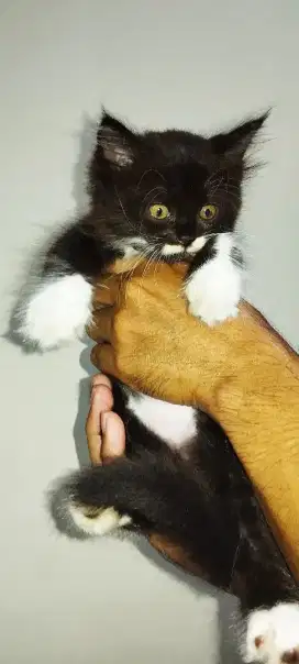 Open adopsi kitten Persia medium 2 bulan